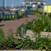 incroyable commestible sorel tracy 01