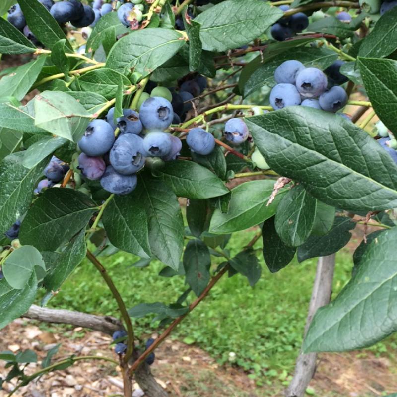 Aux Dames Bleues yamaska 2017