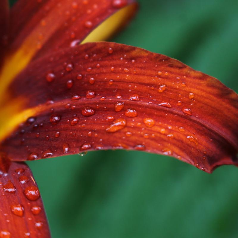 Sorel tracy et cie Vivaces 2020