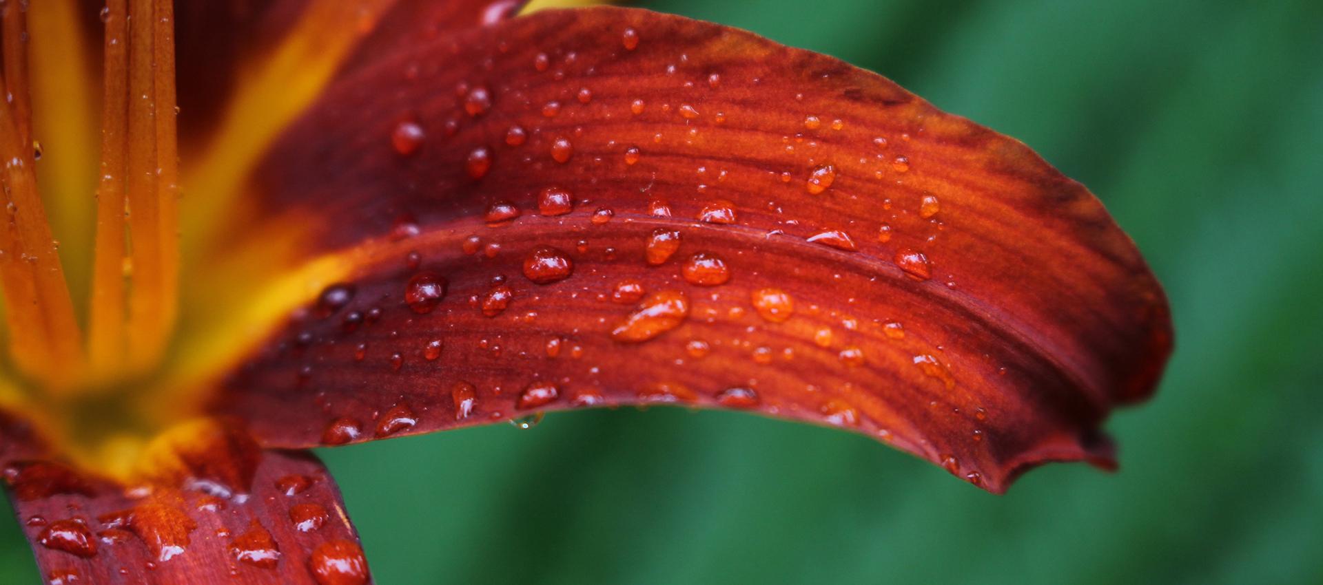 Sorel tracy et cie Vivaces 2020