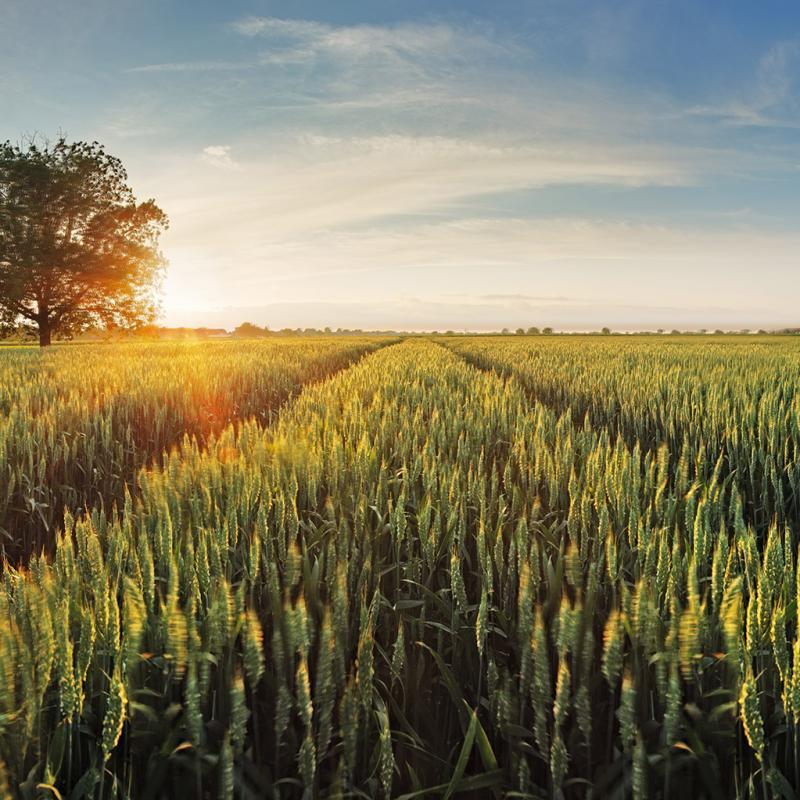 Agriculture Larterre Sorel tracy et cie