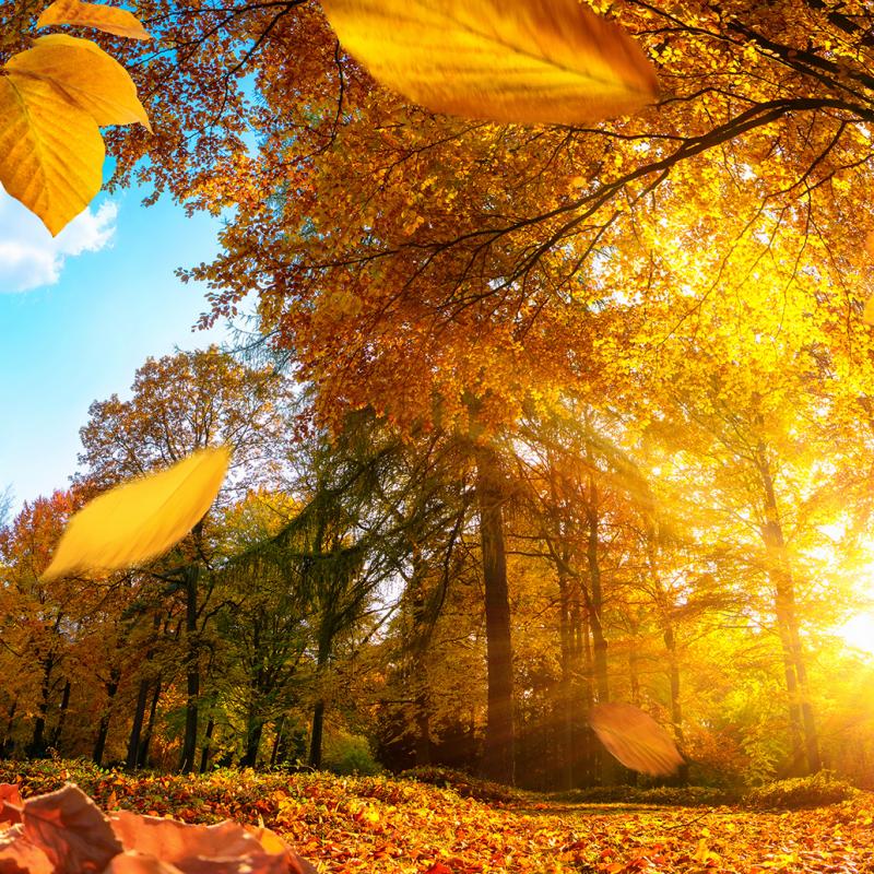 automne soreltracyetcie