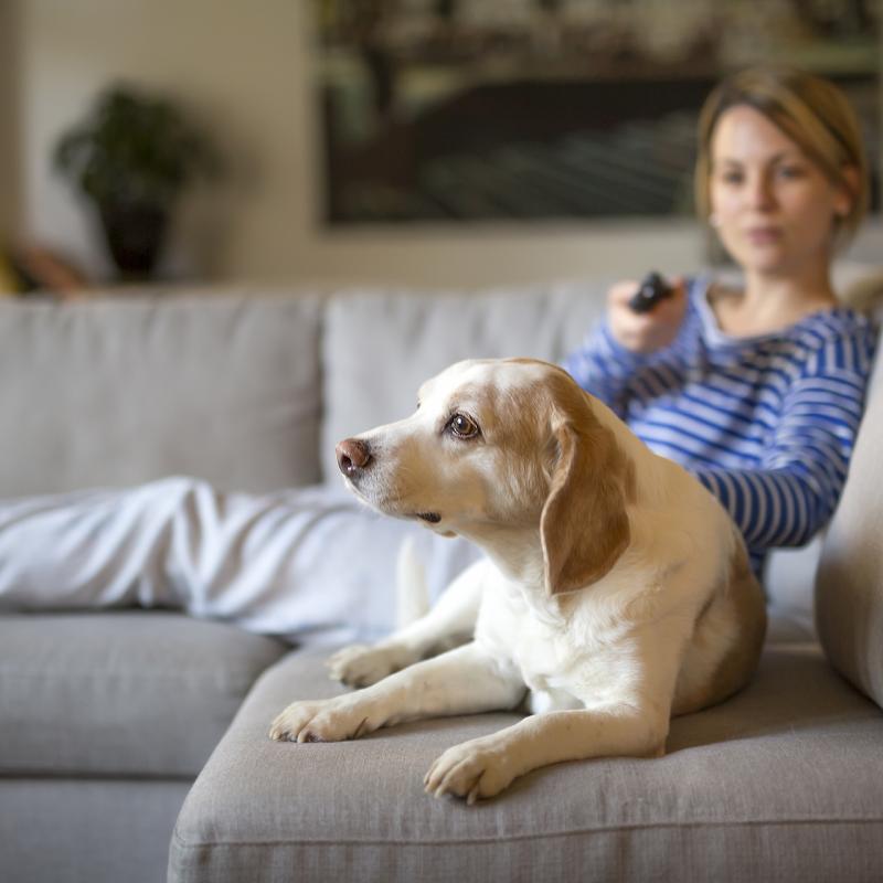 labrador soreltracyetcie
