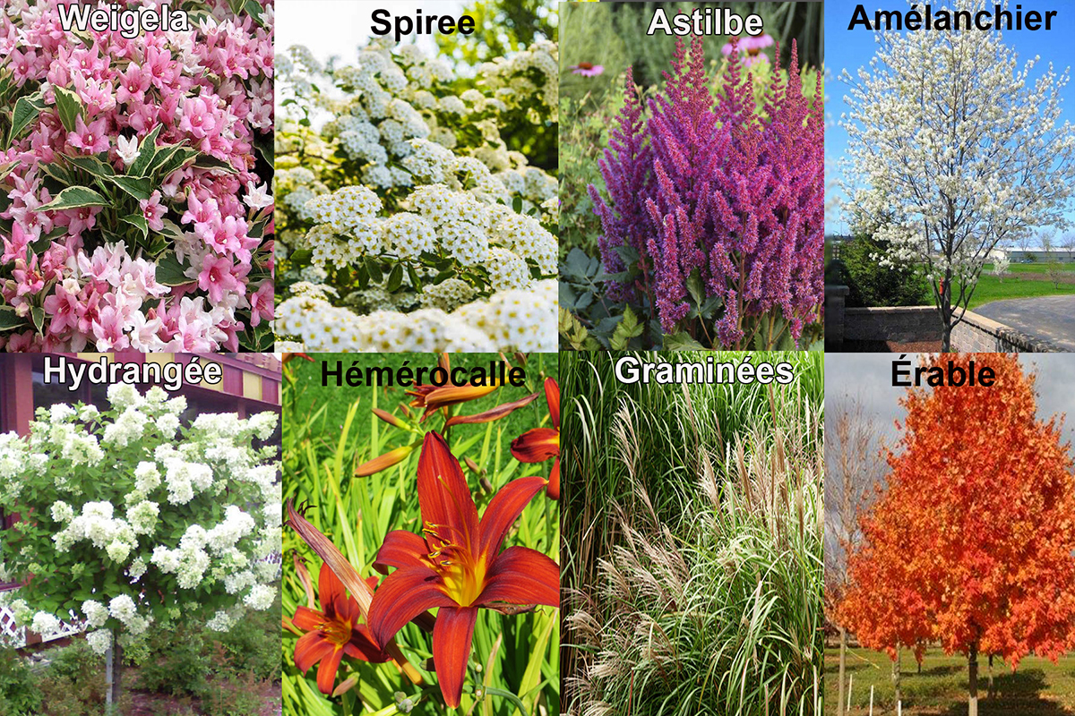 Vivaces Soreltracy mai2020