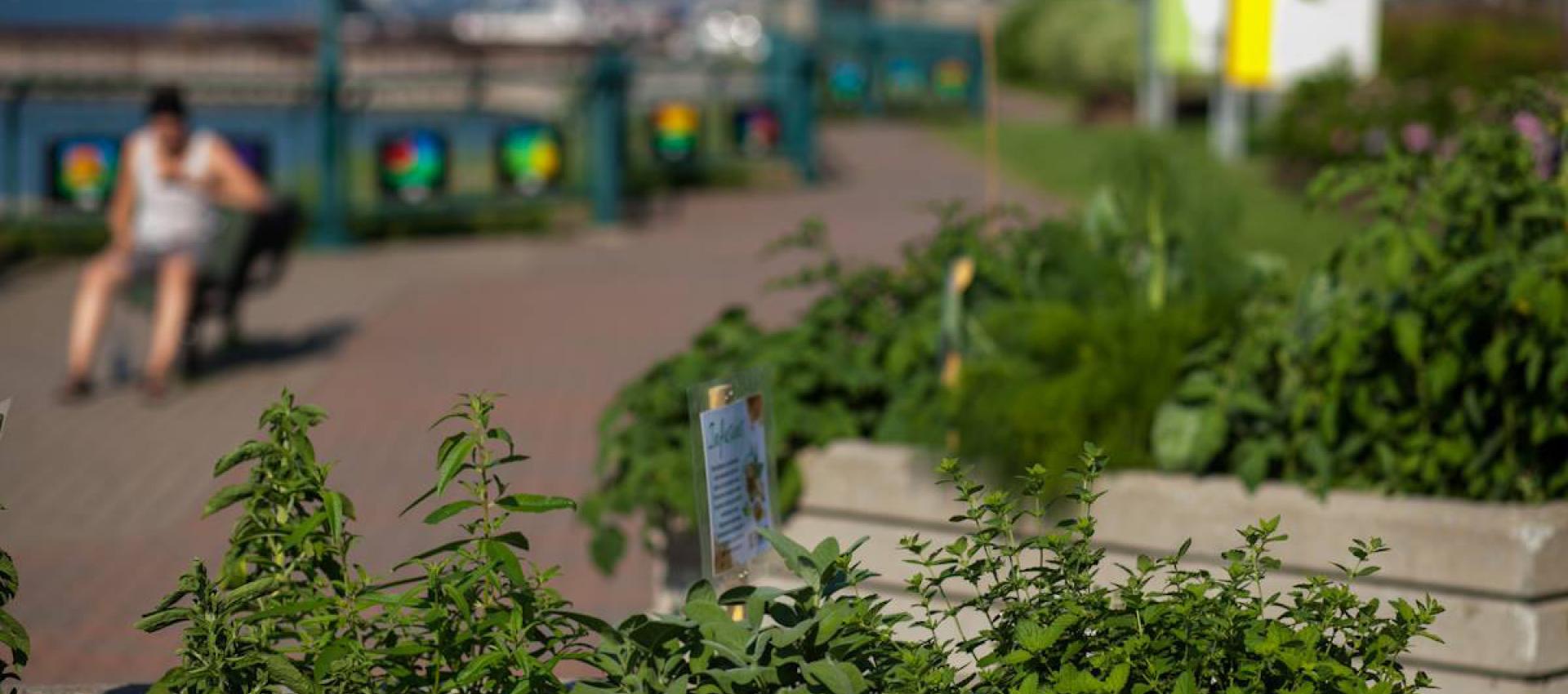 incroyable commestible sorel tracy 01