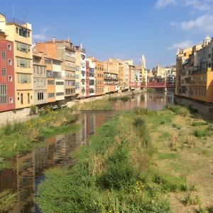 Gerone-soreltracyetcie