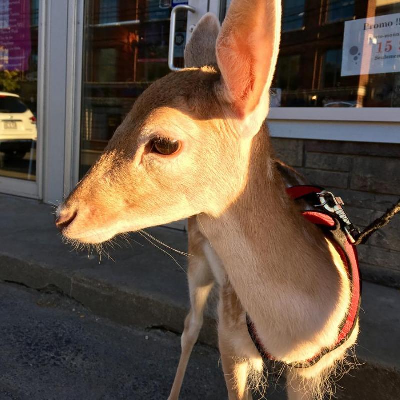 cerf de virginie 03