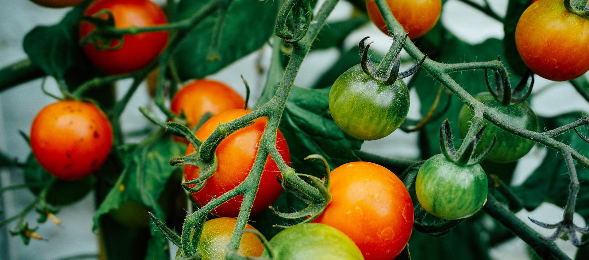 Sorel tracy et cie Coup de pousse CJE