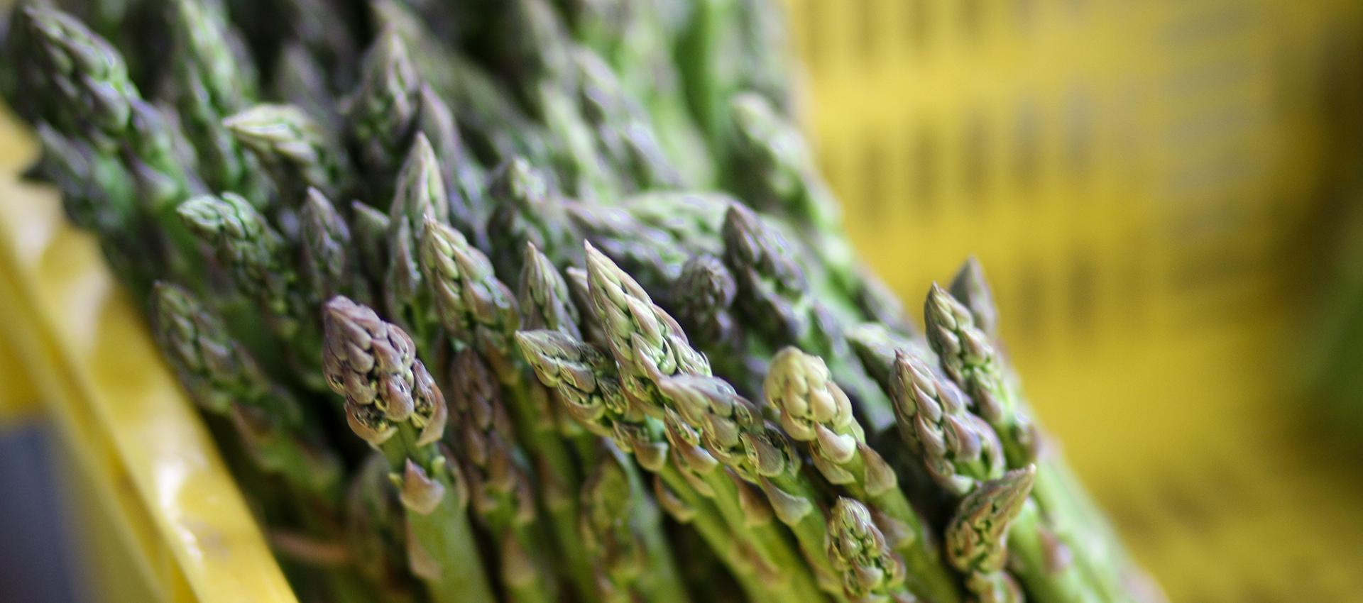 SublimeAsperge Soreltracyetcie