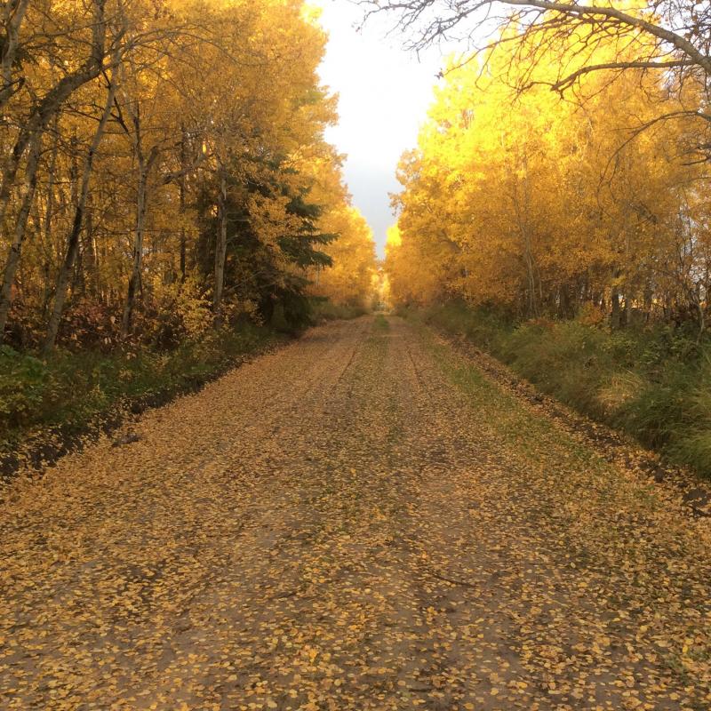 Laissez vos feuilles mortes au sol sorel tracy et cie