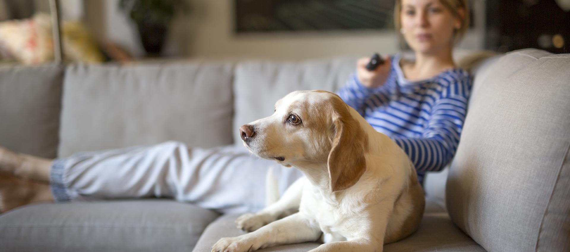 labrador soreltracyetcie